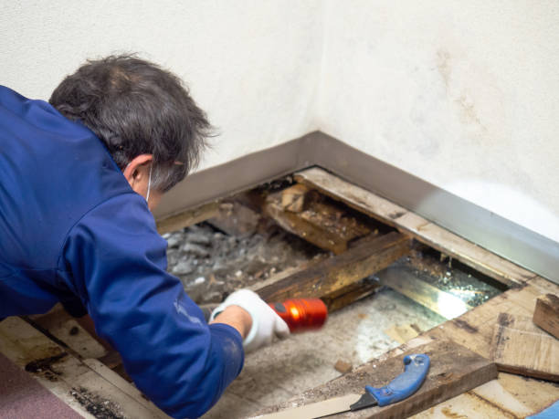 Best Residential Mold Remediation in Lmyra, PA