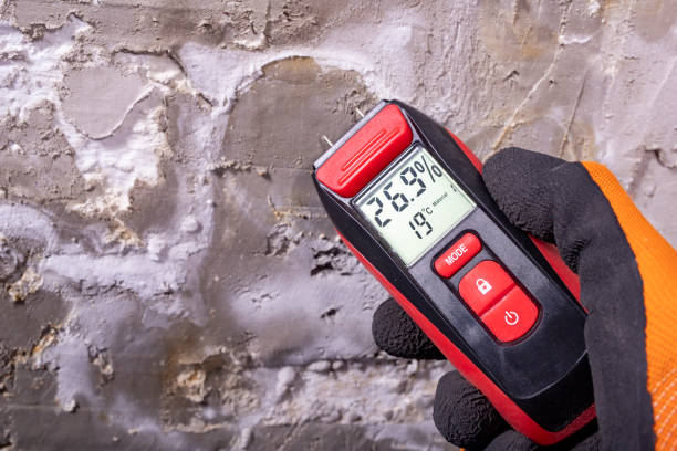 Best Black Mold Remediation in Lmyra, PA