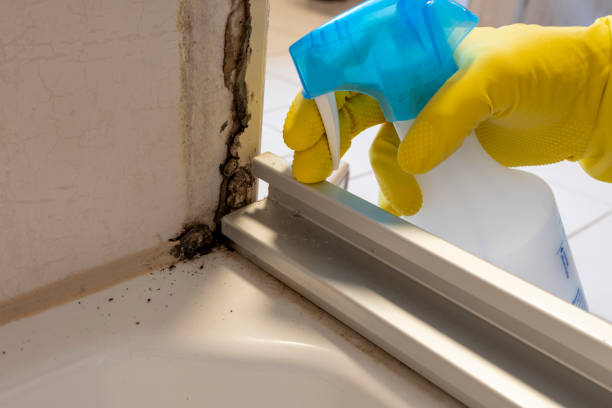 Best Commercial Mold Remediation in Lmyra, PA
