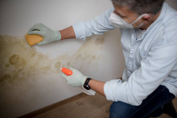 Best Bathroom Mold Remediation in Lmyra, PA