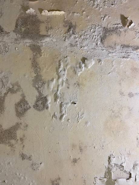 Best Insurance-Related Mold Remediation in Lmyra, PA