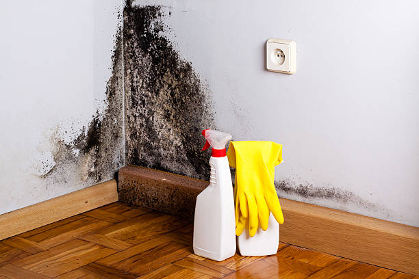 Best Industrial Mold Remediation in Lmyra, PA